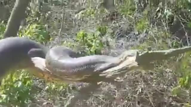 brazilian anaconda sunbathing