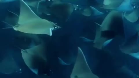 Millions of Beautiful Manta Ray Fish