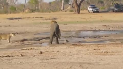 Lion vs Elephant Real Fight