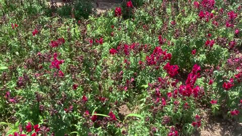 Beautiful flowers and grass, a gift from nature