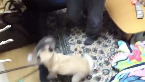 Greatest Dog Barking Compilation