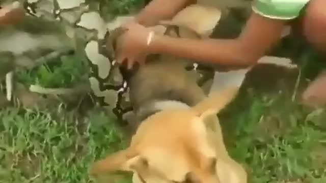 Rescue a dog wrapped around a huge snake!