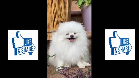 Cute dog is laughing so funny