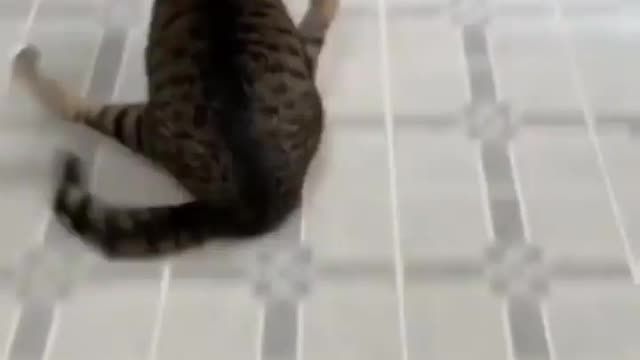 Just another day sliding Follow for more cat content! --Credit-