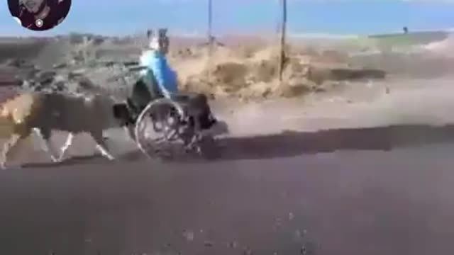 the dog helps its owner to push the wheelchair