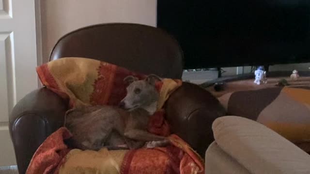 This greyhound is searching for the noise!