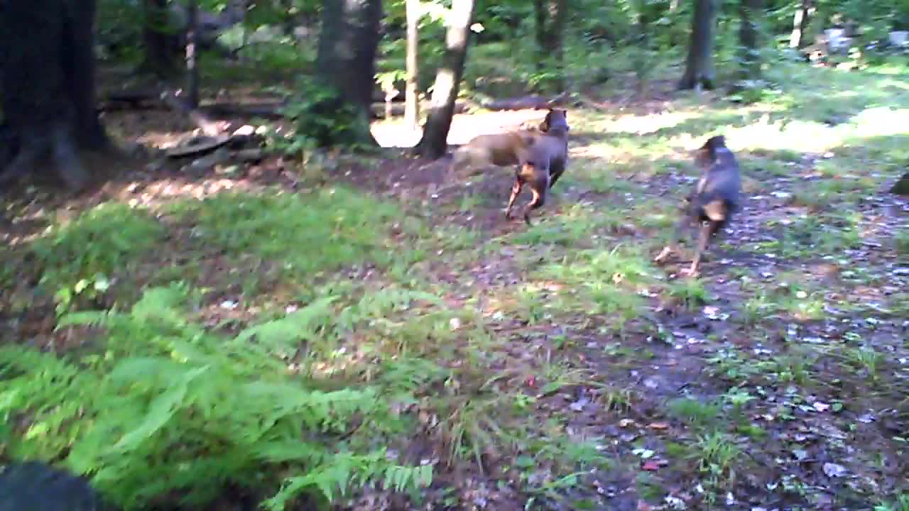 The Pack High Country Estates 1