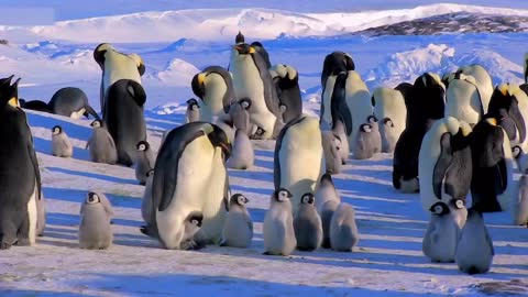 Antarctic penguins have a good day
