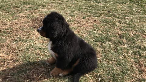 Baby Crush Man Finds His Bark