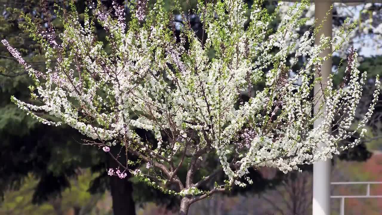 This Crazy Tree Grows 40 Kinds of Fruit