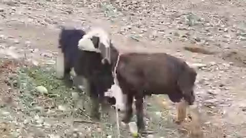 Daily Routine Village Life in Afghanistan _ Cooking Rural Style Food _ village life Afghanistan