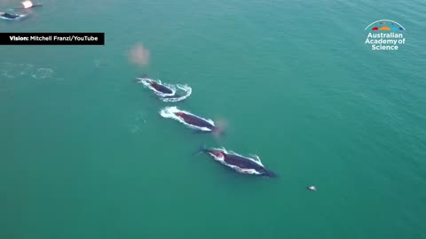 Have you ever heard the haunting and musical sounds of whales singing and wondered why they do it?