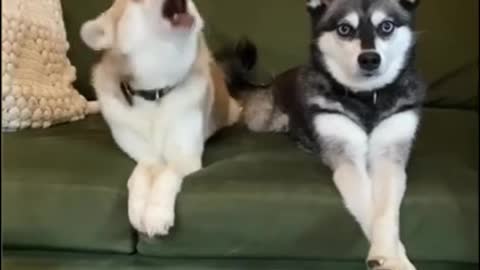 Dramic Klee Kai Angrily Reacts To Mom Kissing Sister
