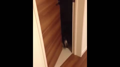 Funny video of a cat opening doors