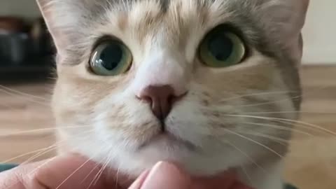 Cute cat