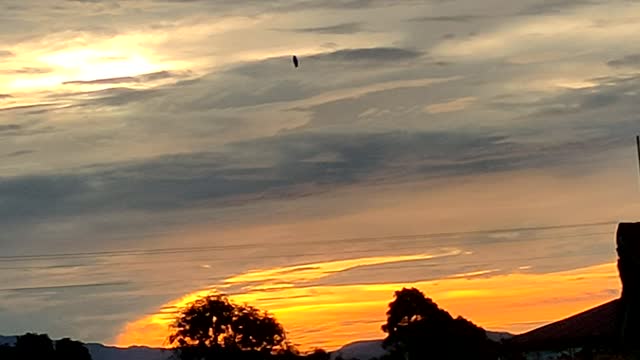 It's a Bird... It's a Plane... It's a Fish!