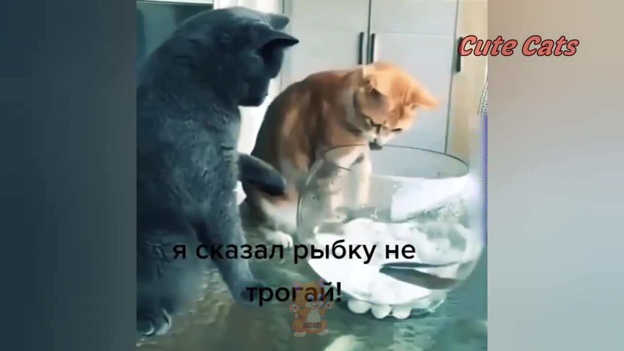 Funniest cat videos compilation of 2021 🐱🐱