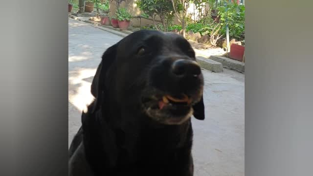 Feeding Johnny, my black labrador!!!