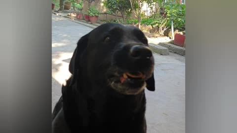 Feeding Johnny, my black labrador!!!