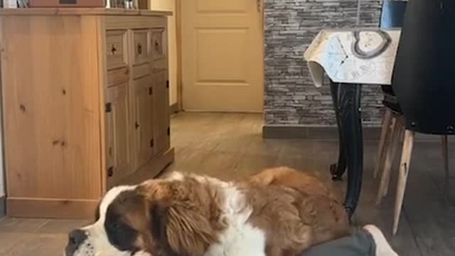 Big Dog Climbs On Woman's Back While She Does Pushups