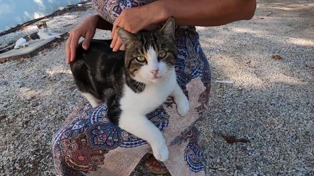 Beautiful striped cat is meows so cute and likes to sit on my lap