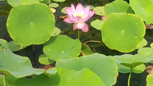 A little red in the green bushes, this lotus is very beautiful