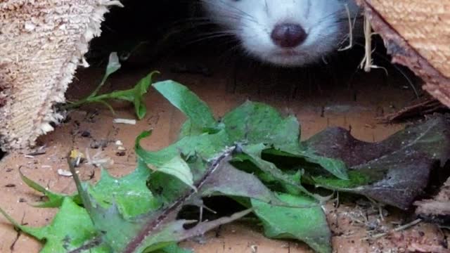 Adorable Alaskan Ermine Says Hello