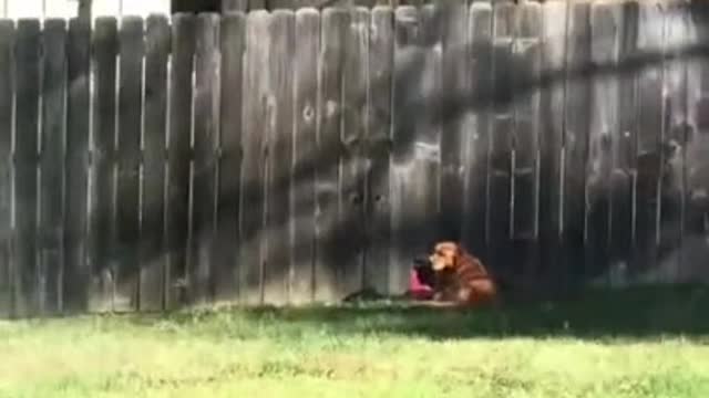 Dog becomes best friends with neighbor through hole in fence