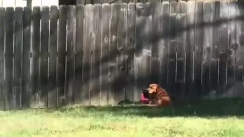 Dog becomes best friends with neighbor through hole in fence