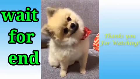 Viral Funny cute 🐈 cats and dogs video #niyaz786