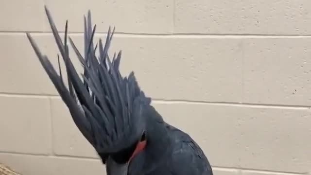 Lucille is a Palm Cockatoo and loves music 🖤🥰😍