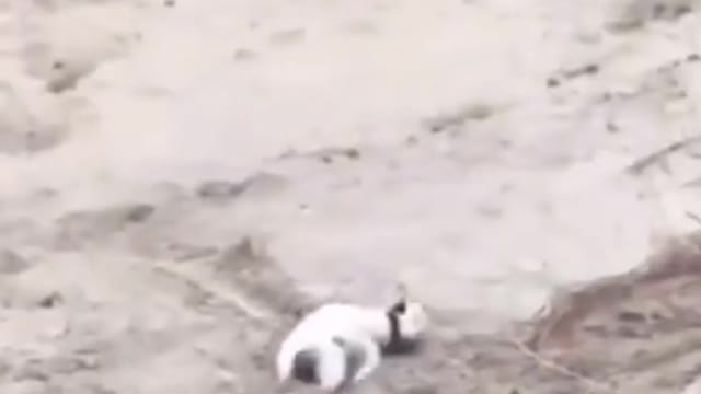 Funny Animals. #funnyanimals #dogs #funnyvideos #funnymoments #shorts #fyp