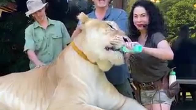 New animals video lion is great family member