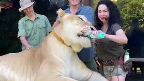 New animals video lion is great family member