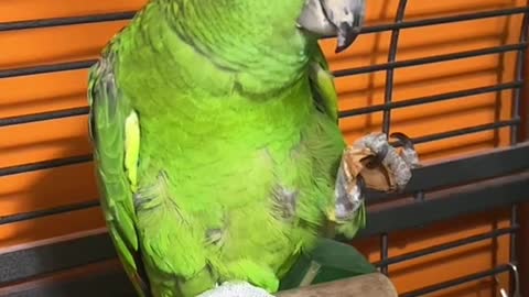 Frankie is a yellow napped amazon!