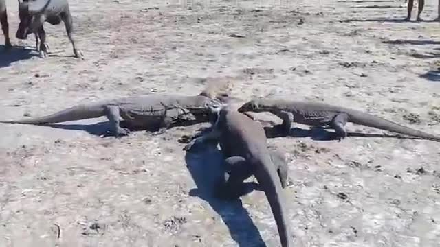 3 komodo dragon eat baby buffalo real predator
