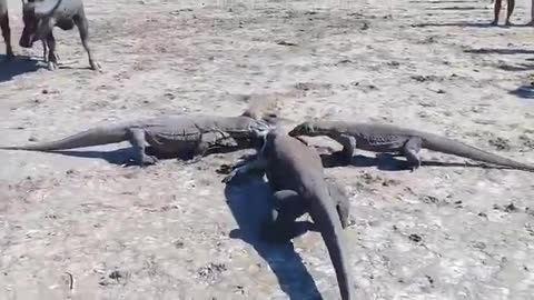 3 komodo dragon eat baby buffalo real predator