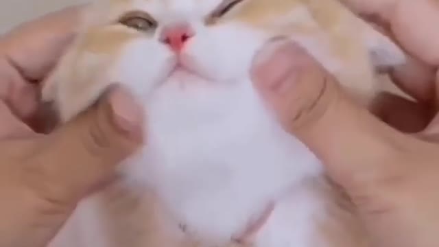 Cutest Cats Very Special For Me