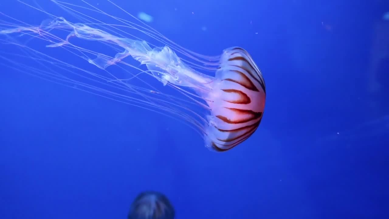 Strange fish fish