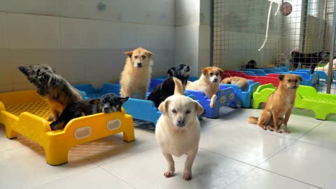 Unwanted and homeless dogs of different breeds in animal shelter