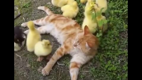 Cute baby animals Videos Compilation cute moment of the animals 19