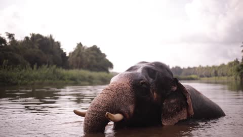 An Elephant Taking A Bath In The River