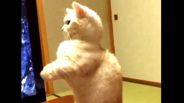 Funny Cats Arguing - Cats Talking To Each Other Compilation || NEW HD