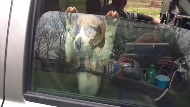 Beagle puppy hangs on car window