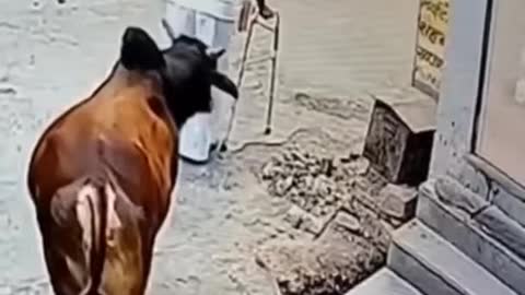 Funny Cow