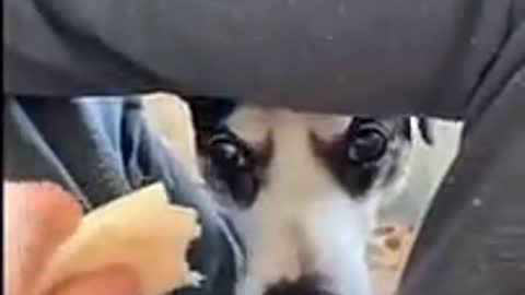 The dog had enough and went for a bite