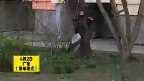#shortvideo #搞笑 #动物世界 小鸟拽着树枝荡秋千，网友：要不给它找个班上上吧 😂