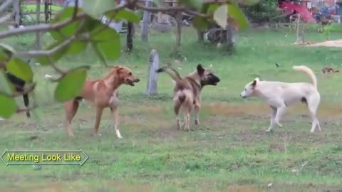 The smart team matting summer on road To Play Making Rural Dog My village dog power