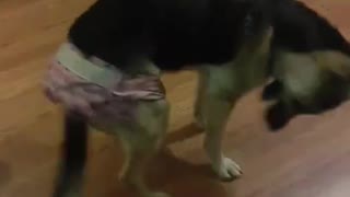 Dog Rips Diaper off Perfectly 😎