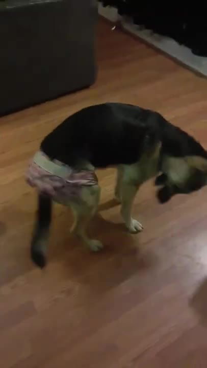 Dog Rips Diaper off Perfectly 😎